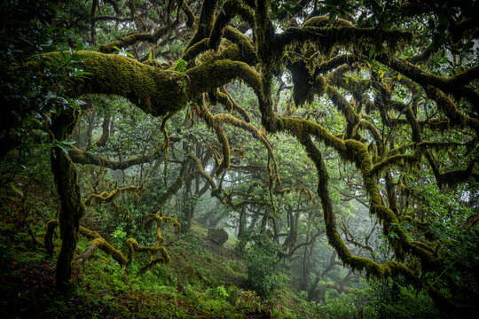 Eerie view of the moss covered branches of a laurel tree in the mystical and creepy Fanal forest on Madeira, Portugal, like a scene in a horror movie