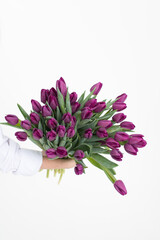 Hold in hands a large bouquet of purple tulips on a white background