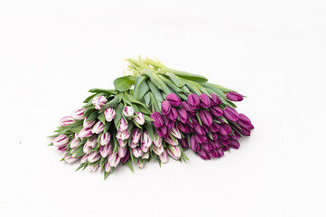 Varieties of tulips on a white background. Bouquet of purple and striped white-violet flowers