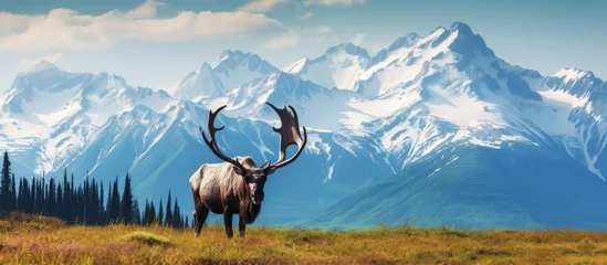 Crédence de cuisine en verre imprimé Denali Caribou bull near Mount Denali Alaska
