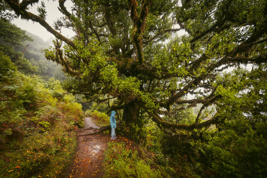 View of a child standing underneath a spooky overgrown laurel tree at the Fanal forest on Madeira, Portugal, a scene like from a creepy horror movie
