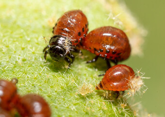 Red larvae of the Colorado potato beetle on green potato leaves. Macro