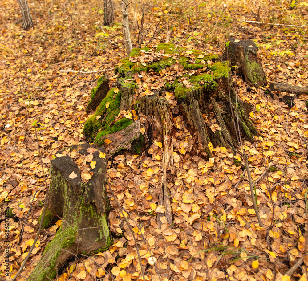 Wall mural tree stump covered with moss in the autumn forest