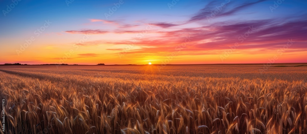 Poster Beautiful sunrise over a Dakota wheat field with colorful sky grass and wheat