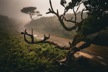 Scenic view of a laurel tree overgrown with moss and ferns in the Fanal forest on Madeira,...