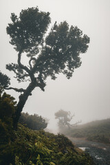 View of a hiking trail through the densely vegetated plains of Fanal forest on Madeira, Portugal, as the mist mystically creeps in from all sides