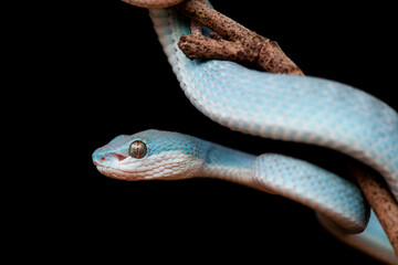 Trimeresurus Insularis, Pit Viper From Nusa Tenggara Island