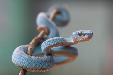 Trimeresurus Insularis, Pit Viper From Nusa Tenggara Island