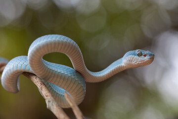 Trimeresurus Insularis, Pit Viper From Nusa Tenggara Island