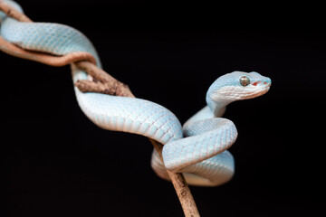 Trimeresurus Insularis, Pit Viper From Nusa Tenggara Island