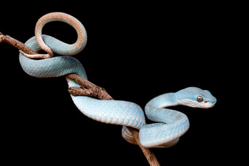 Trimeresurus Insularis, Pit Viper From Nusa Tenggara Island
