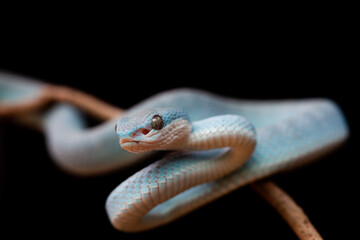 Trimeresurus Insularis, Pit Viper From Nusa Tenggara Island