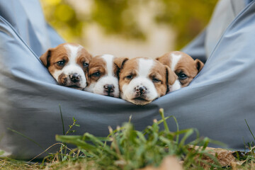 Four cute Jack Russell Terrier puppies in bag outdoor. Age one month