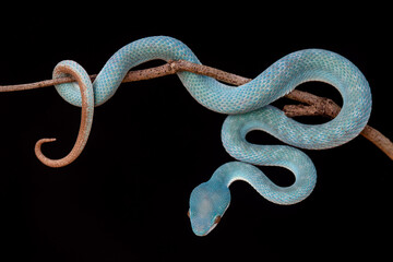 Trimeresurus Insularis, Pit Viper From Nusa Tenggara Island