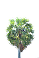 Betel nut trees or Areca nut palm trees on white background, clipping paths png