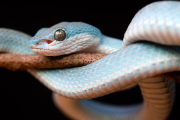 Trimeresurus Insularis, Pit Viper From Nusa Tenggara Island