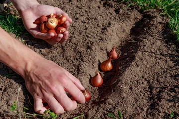 How to plant tulip bulbs. Autumn planting of tulip bulbs in prepared soil