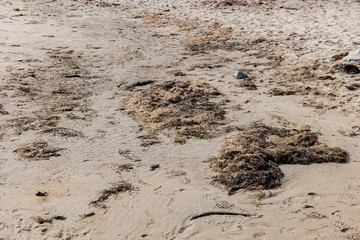 cantabrian beach full of seaweed