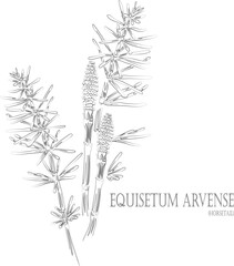 Horsetail herb vector contour. Equisetum arvense plant outline. Set of medicinal Equisetum arvense in Line for pharmaceuticals. Contour drawing of medicinal herbs