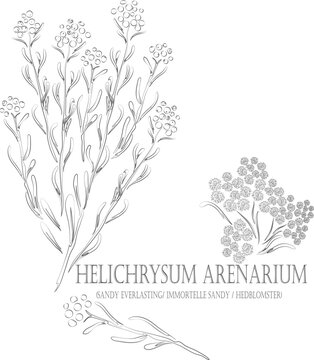 Sandy Everlasting, immortelle sandy, hedblomster vector contour. Helichrysum plant outline. Set of medicinal Helichrysum arenarium Moenc in Line for pharmaceuticals. Contour drawing of medicinal herbs