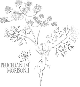 Peucedanum morisonii leafs, seeds, root vector contour. Peucedanum morisonii Besser plant outline. Set of medicinal Peucedanum morisonii in Line for pharmaceuticals. Contour drawing of medicinal herbs