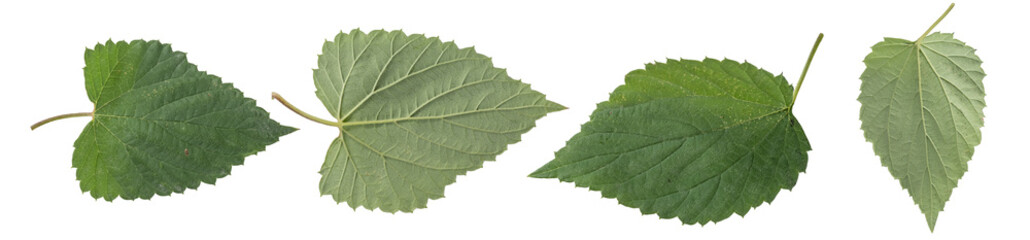 Collection of oak leaves  isolated on transparent background.