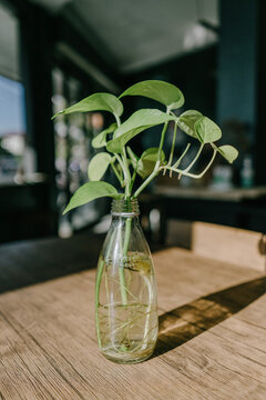 plant in a glass as decoration in the coffee shop