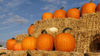 Pumpkins in a pumpkin patch in October