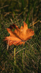 Jesienny liść klonowy