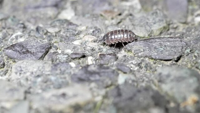 Pill bug walks crawling in slow motion navigating rocky terrain