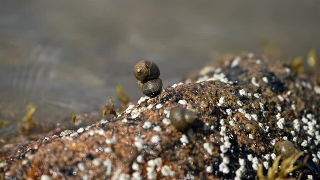Closeup of two sea snail limpets stacked on each other in intertidal zone