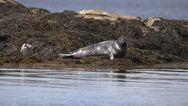 Seal and large seabird lay on rocky island covered in dense kelp layer