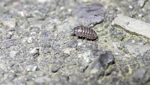 Slow motion tracking follow of pill bug crawling as light shimmers off of protective shell