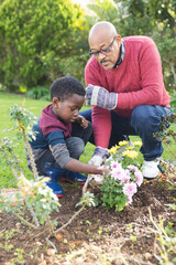Happy african american grandfather and grandson taking care of plants in sunny garden