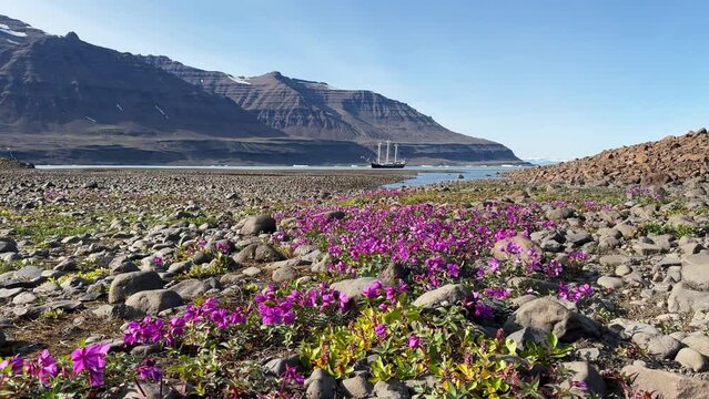 National flowers of Greenland Dwarf Fireweed (Chamerion latifolium) in the foreground, anchored three-masted schooner in the background  in Terrassevig, Scoresbysund, Greenland.