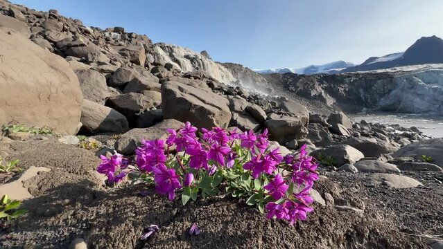 National flowers of Greenland Dwarf Fireweed (Chamerion latifolium) in front of waterfall and glacier in Terrassevig, Scoresbysund, Greenland.