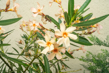 Nerium oleander