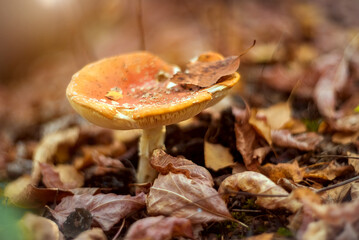 Fly agaric in the autumn forest