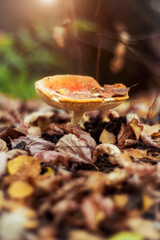 Fly agaric in the autumn forest