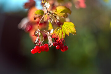 Branch with viburnum berries in autumn
