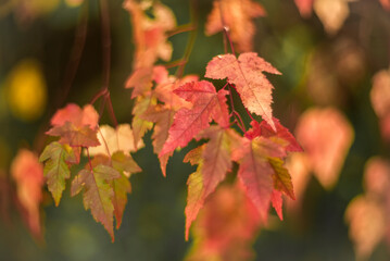 Colorful autumn leaves in the forest