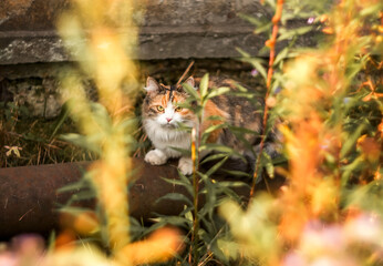 Tricolor cat in the bushes