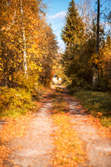 Road in the autumn forest. Leaf fall