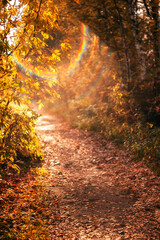 Road in the autumn forest. Leaf fall