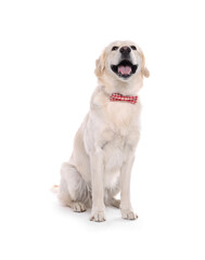 Cute Labrador Retriever with stylish bow tie on white background