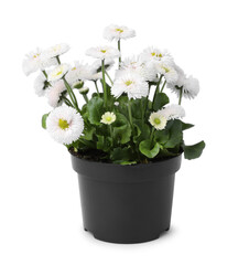 Beautiful blooming daisy flower in pot isolated on white