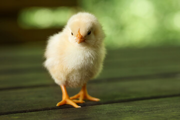 Cute chick on wooden surface outdoors, closeup. Baby animal