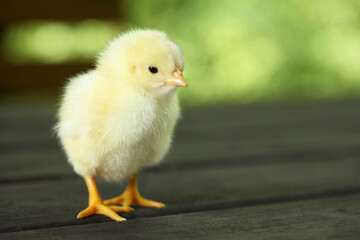 Cute chick on wooden surface outdoors, closeup with space for text. Baby animal