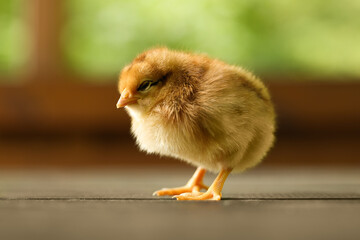 Cute chick on wooden surface, closeup. Baby animal