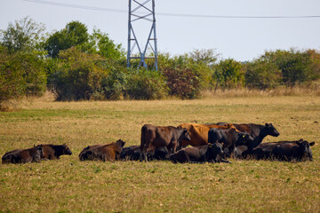 Group of cows in an agricultural farm resting.